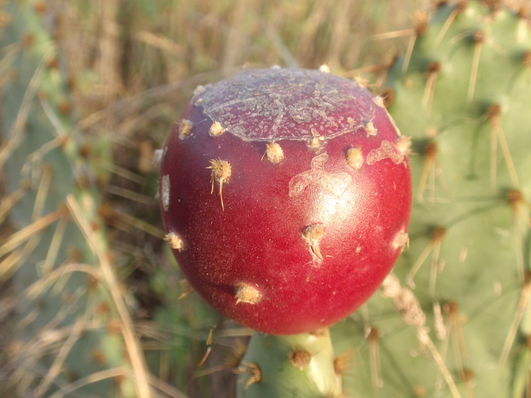 Opuntia hyptiacantha fruit