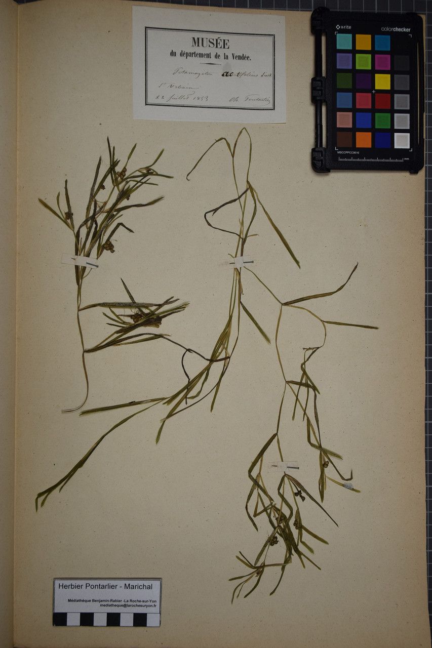 Potamogeton acutifolius other