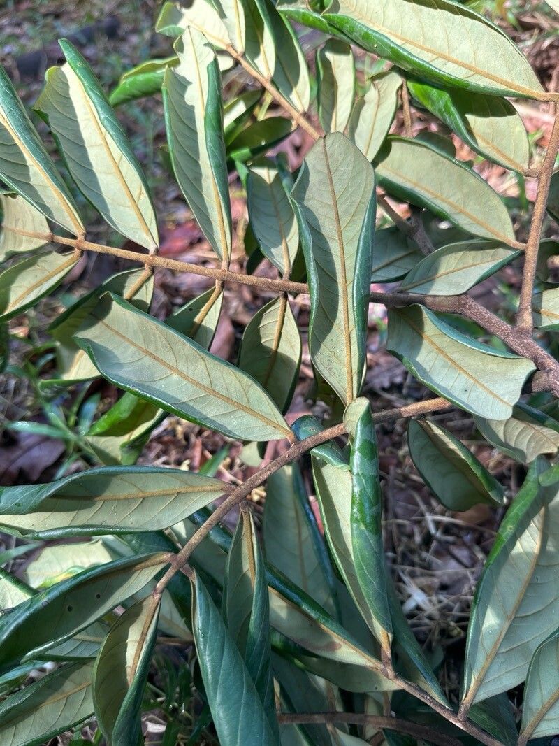 Swartzia maquenqueana — houseplant care guide