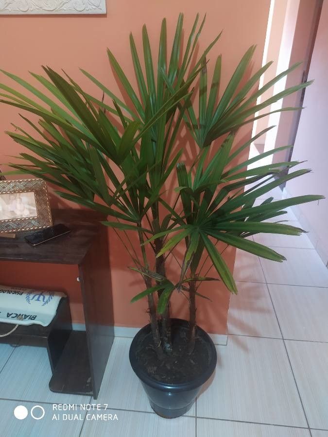 Rhapis humilis flower