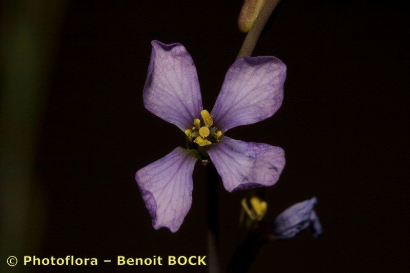 Erucaria erucarioides — related species from the same genus