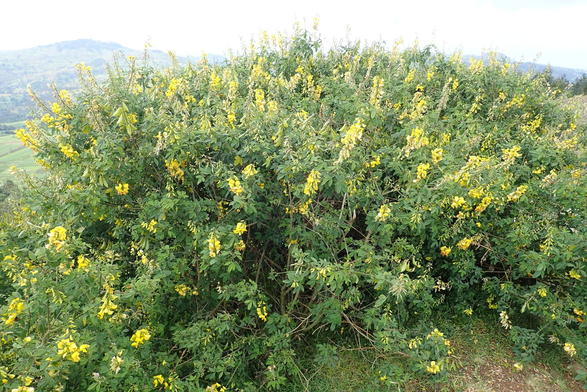 Crotalaria mildbraedii habit