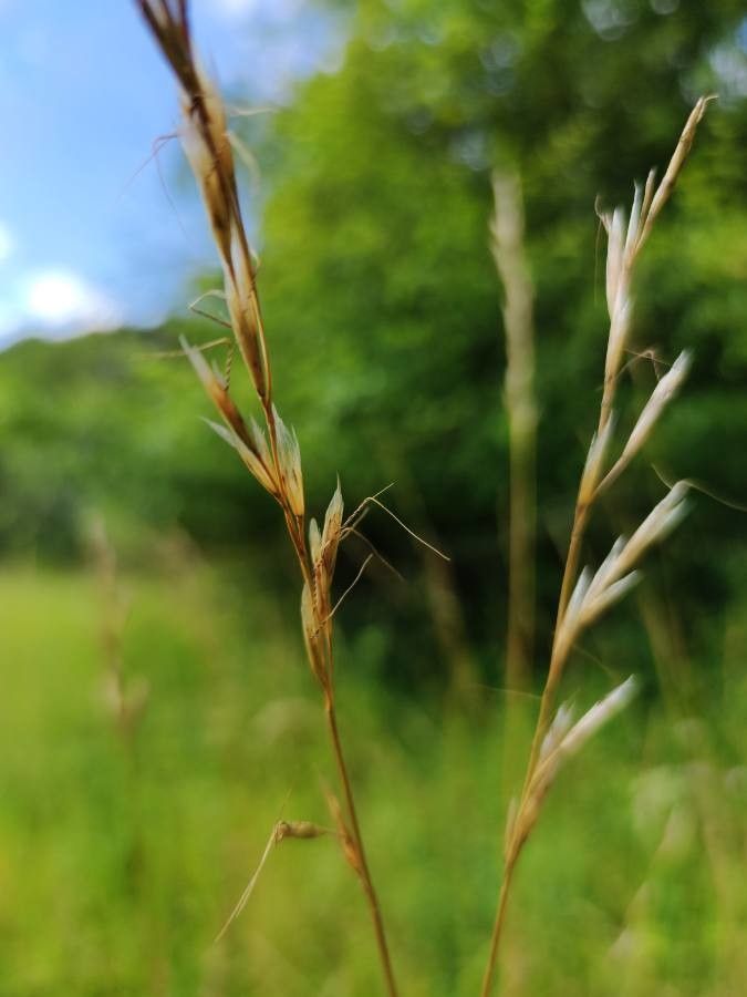 Helictochloa pratensis flower