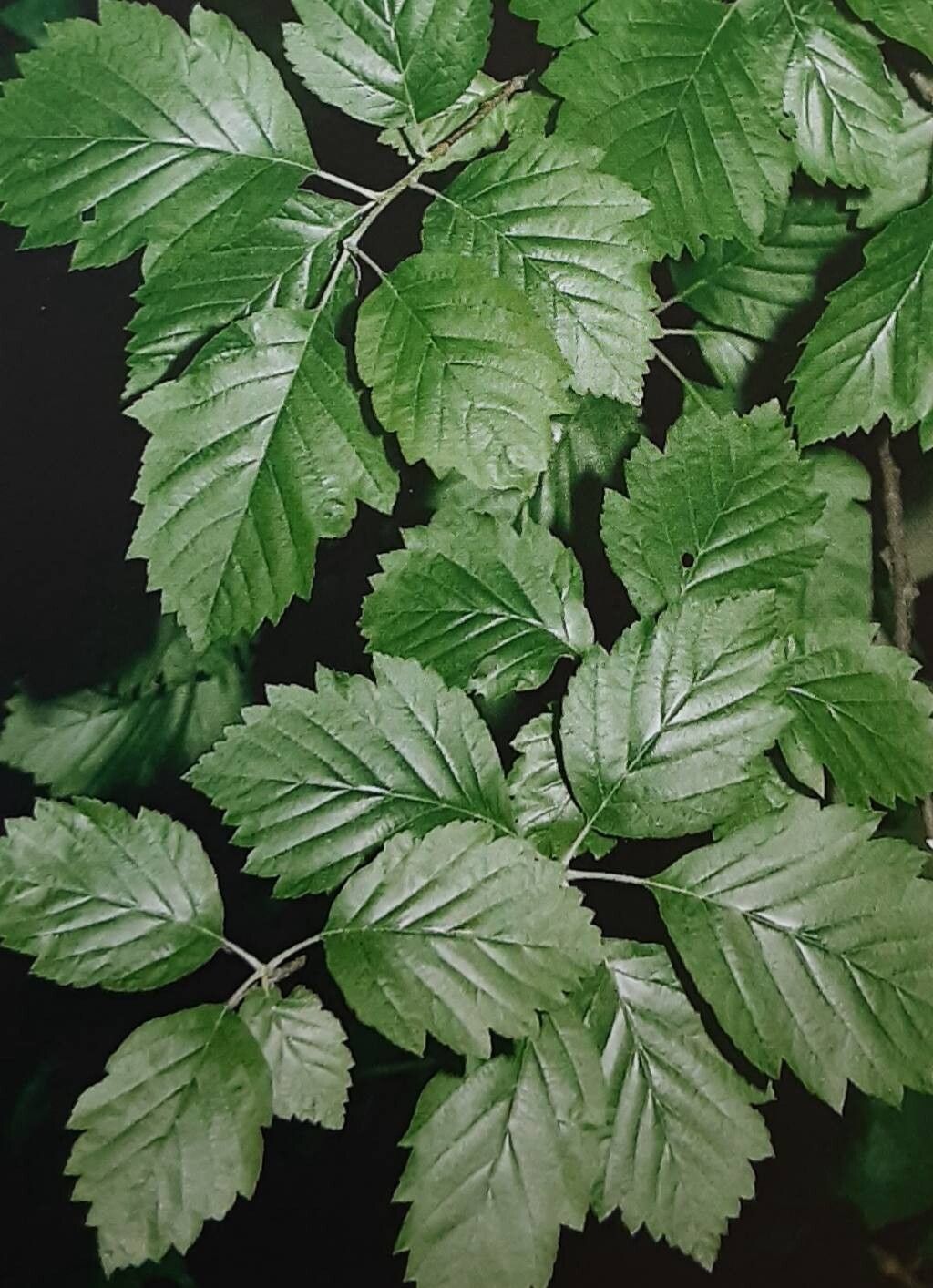 Karpatiosorbus hybrida leaf