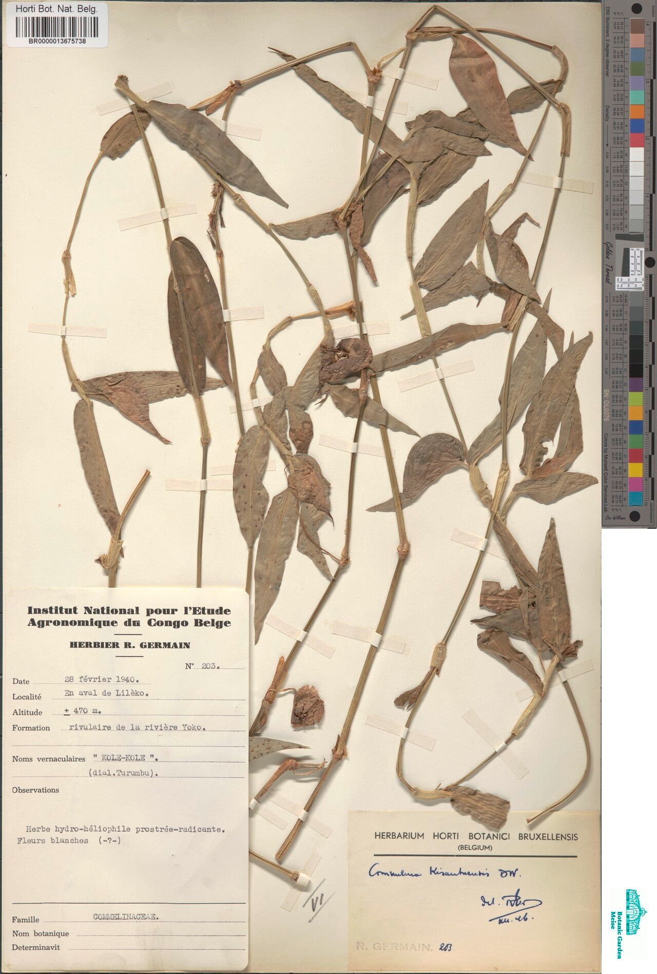 Commelina kisantuensis — search result for 'Commelina'