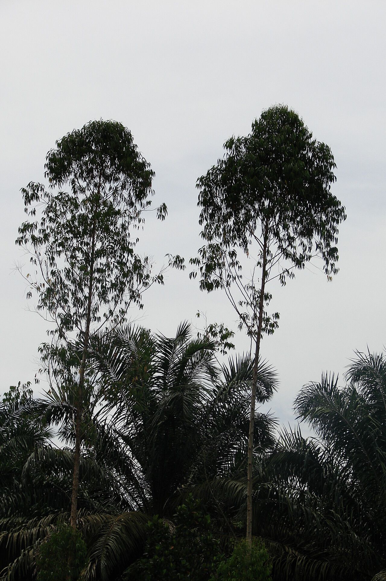 Eucalyptus pellita habit