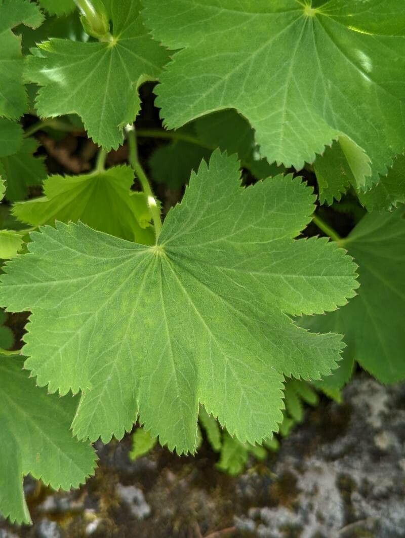 Alchemilla epipsila leaf