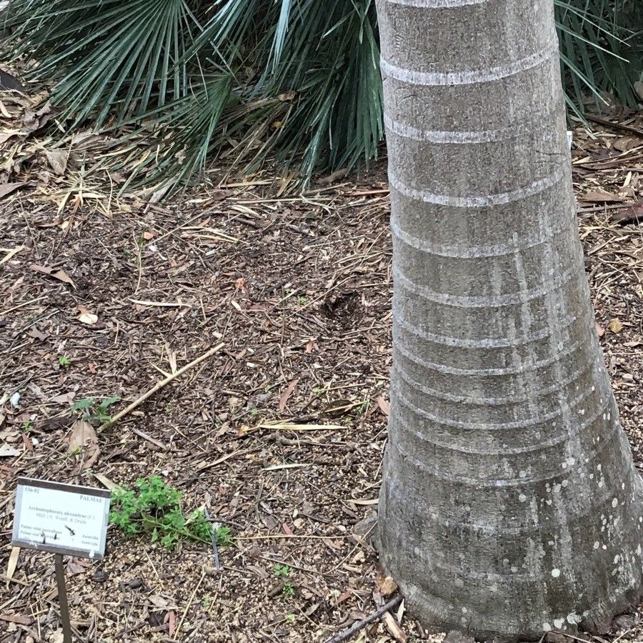 Archontophoenix alexandrae bark