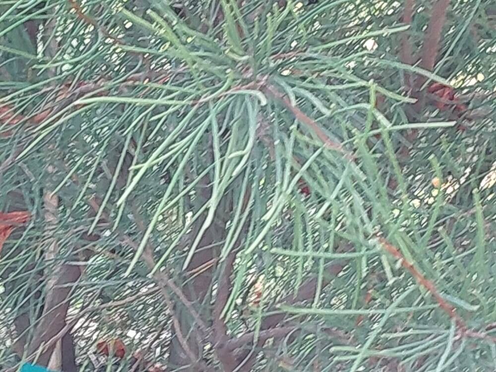 Hakea epiglottis — search result for 'Hakea'