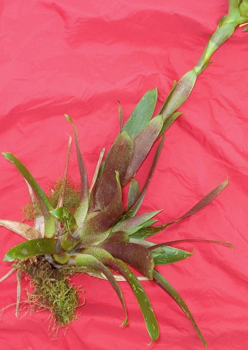 Werauhia hygrometrica other