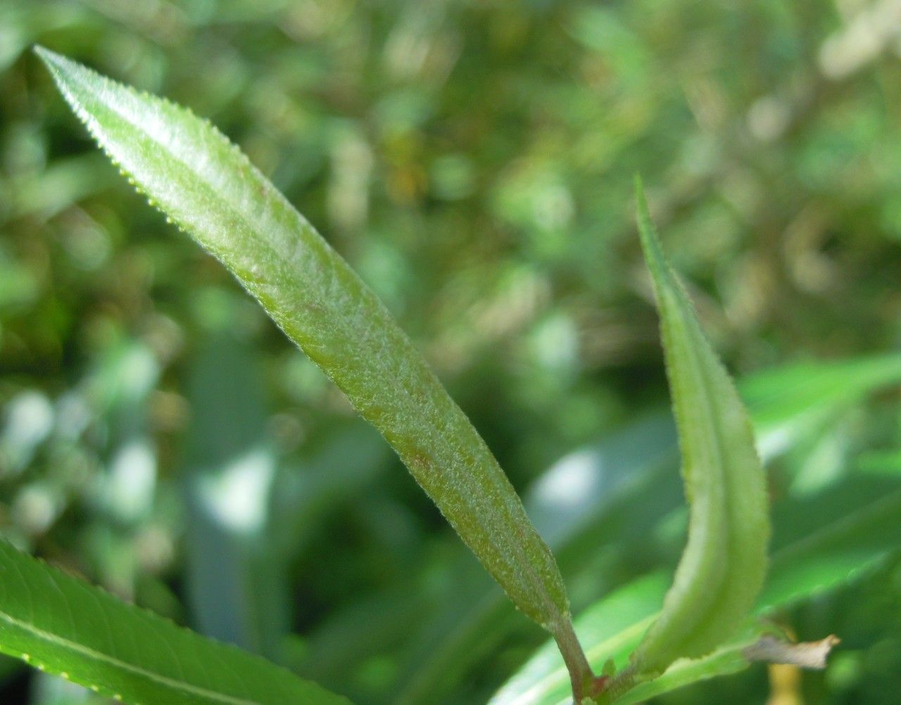 Salix × mollissima — houseplant care guide