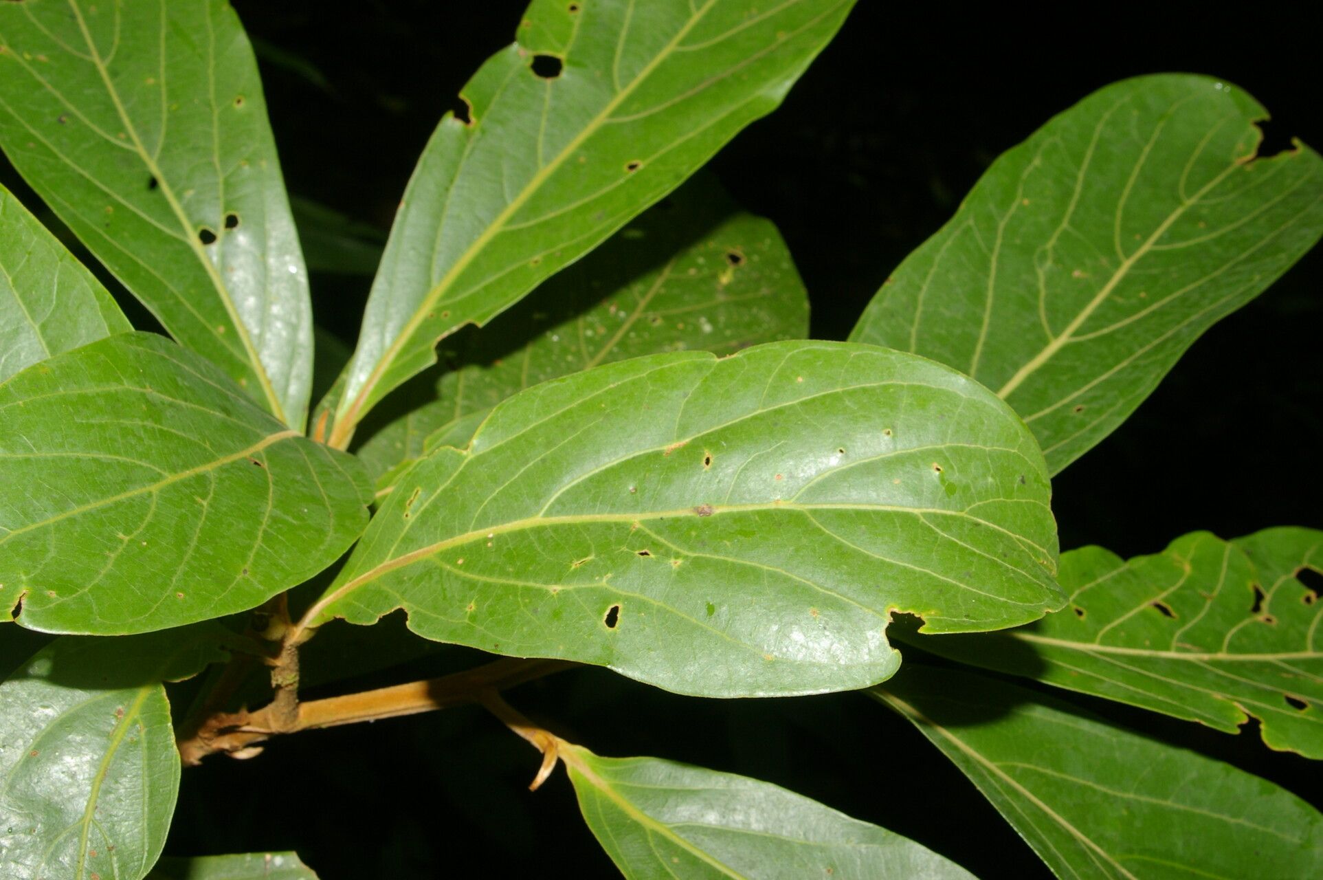 Ocotea austinii — houseplant care guide