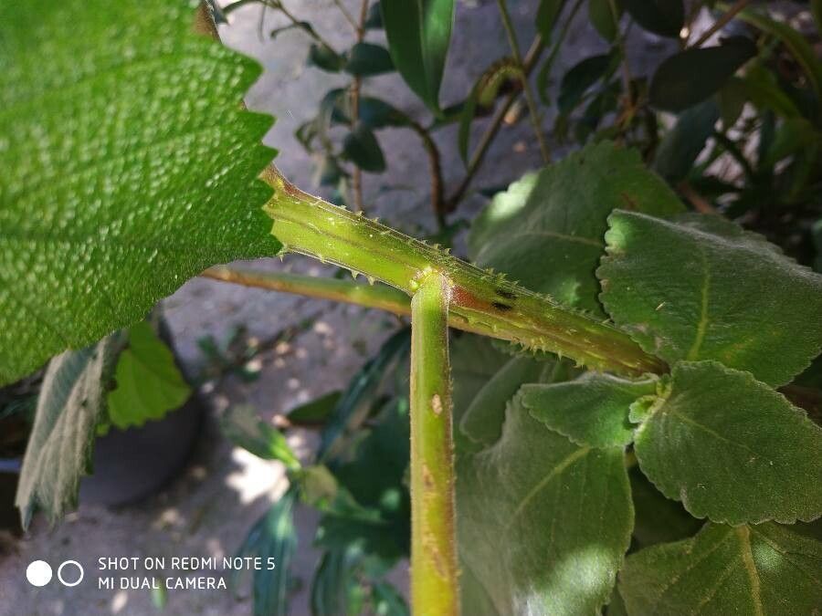 Urtica massaica bark