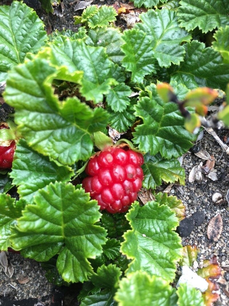 Rubus radicans fruit