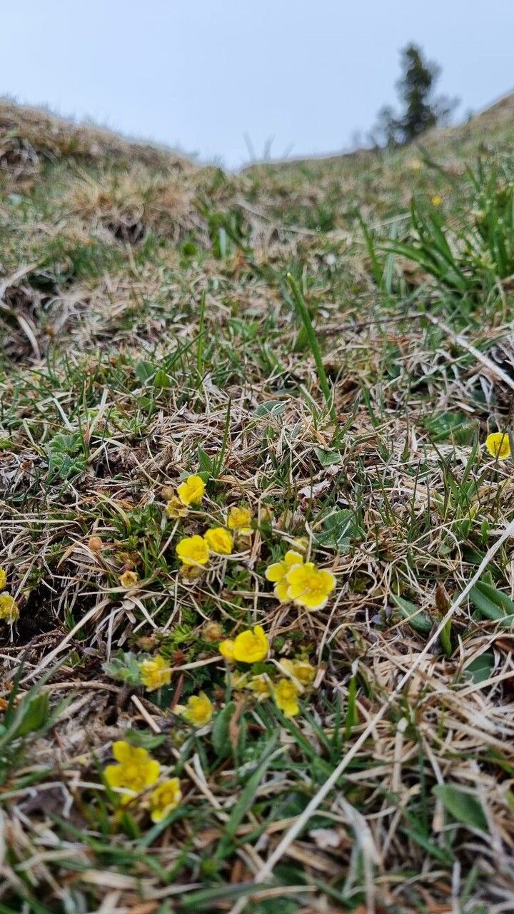 Potentilla puberula habit