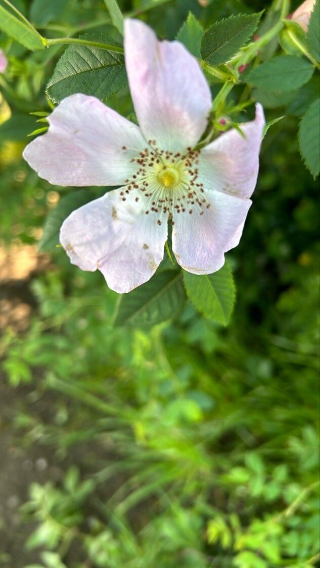 Rosa × malmundariensis flower