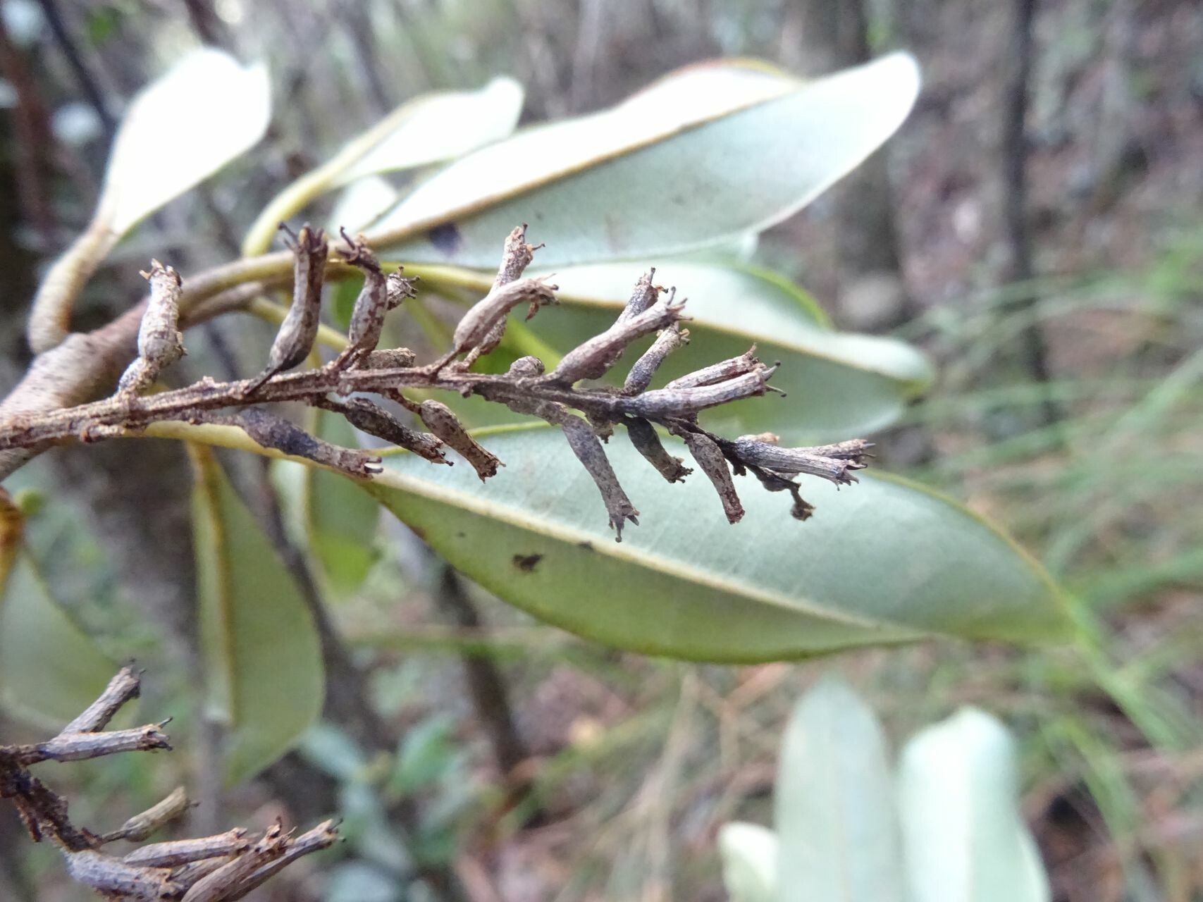 Quintinia minor fruit