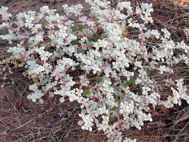 Tidestromia lanuginosa habit