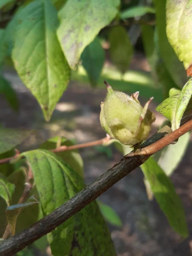 Stewartia malacodendron fruit