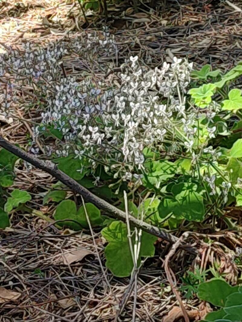 Pelargonium tomentosum flower