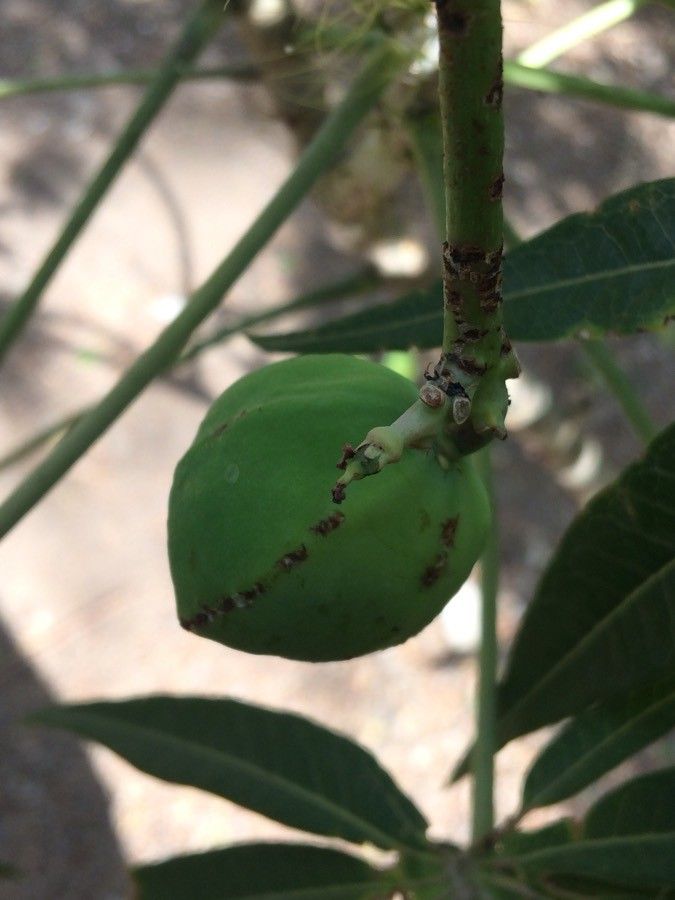 Jatropha multifida fruit