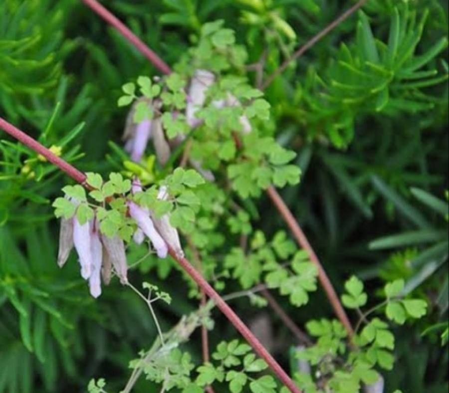 Adlumia fungosa flower