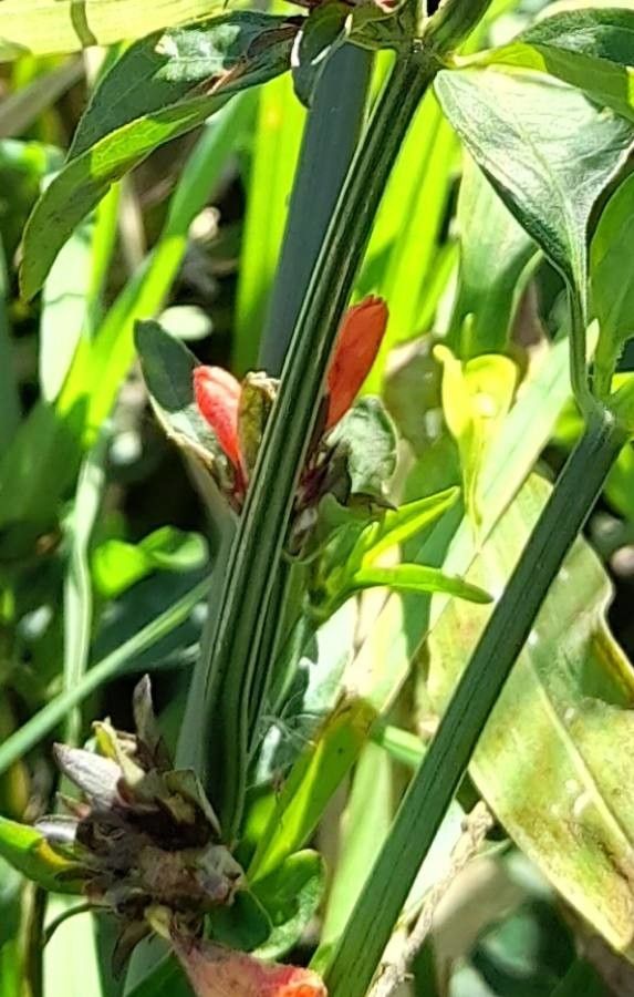 Dicliptera squarrosa bark