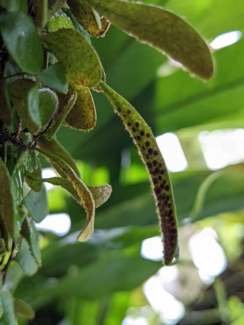 Pyrrosia nummulariifolia other