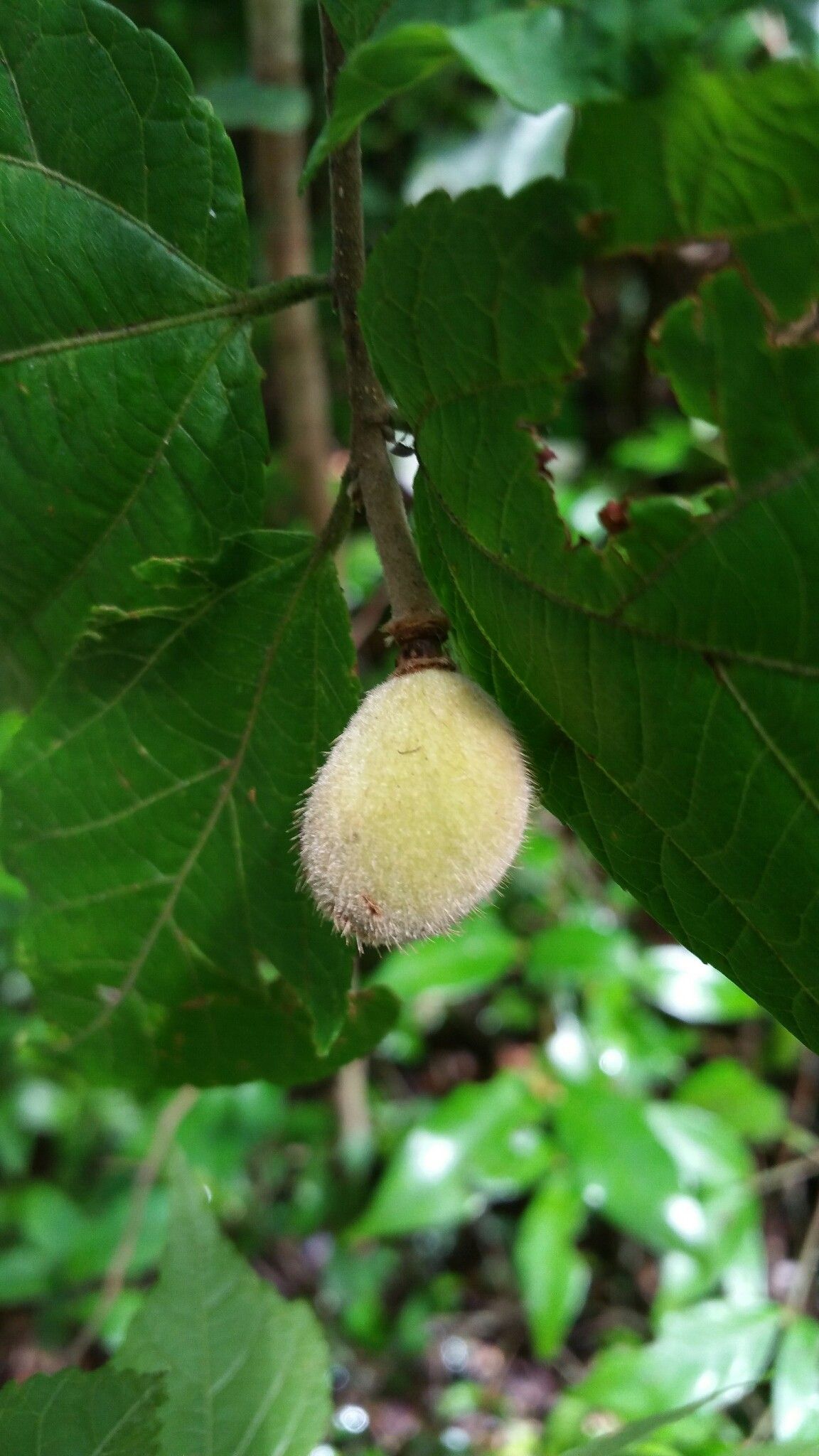 Grewia voloina fruit