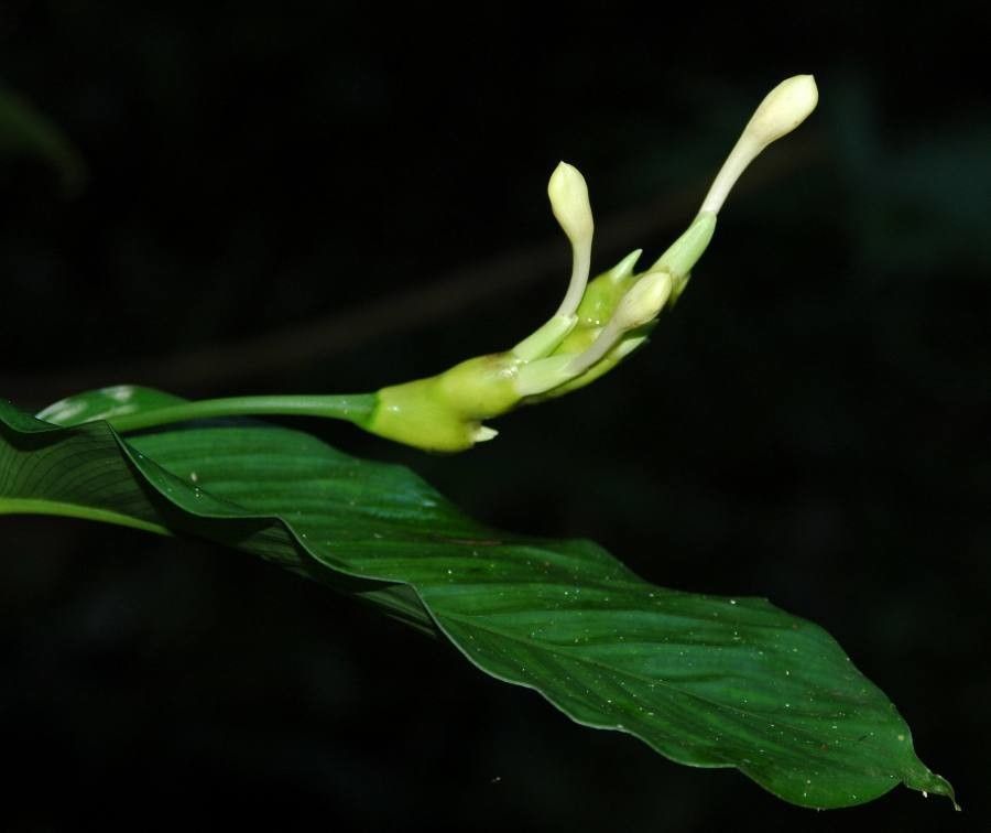 Goeppertia donnell-smithii — search result for 'Goeppertia'