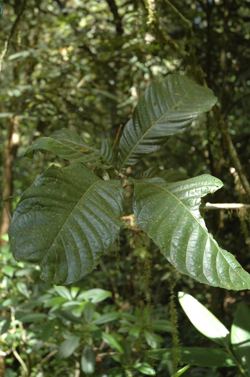 Meliosma simplicifolia — houseplant care guide