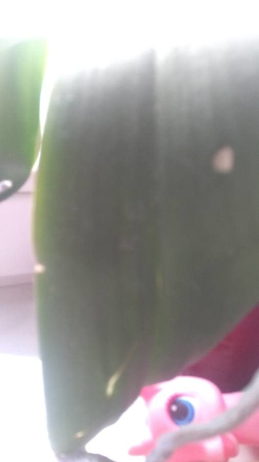 Heteropterys brachiata — houseplant care guide