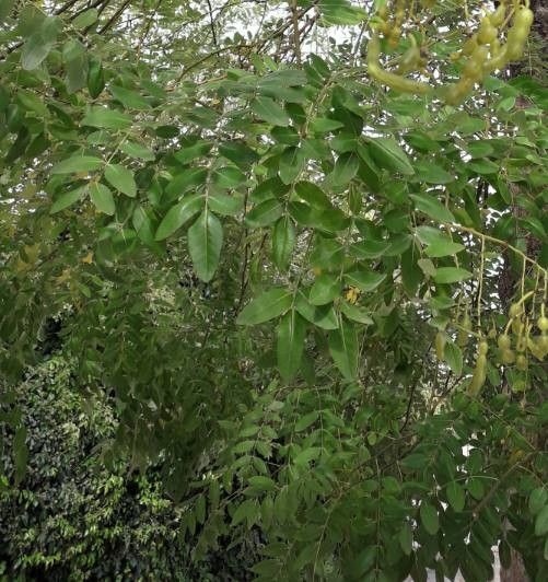 Sophora japonica leaf