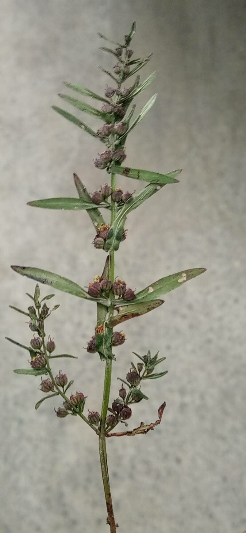 Ammannia baccifera flower