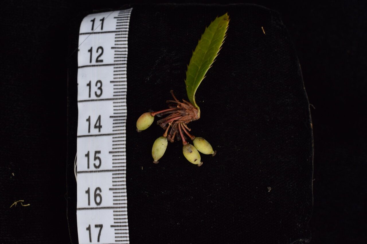 Berberis wallichiana other