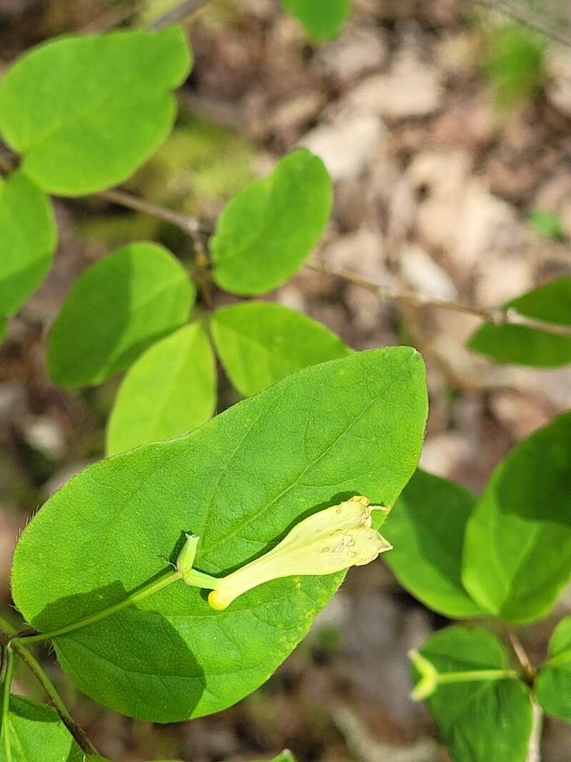 Lonicera canadensis flower
