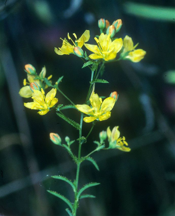 Hesperolinon adenophyllum flower