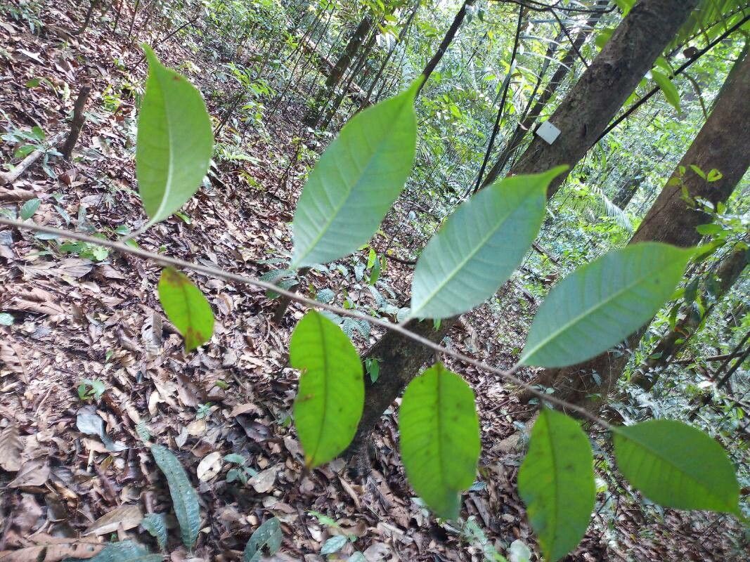 Thyrsodium guianense leaf
