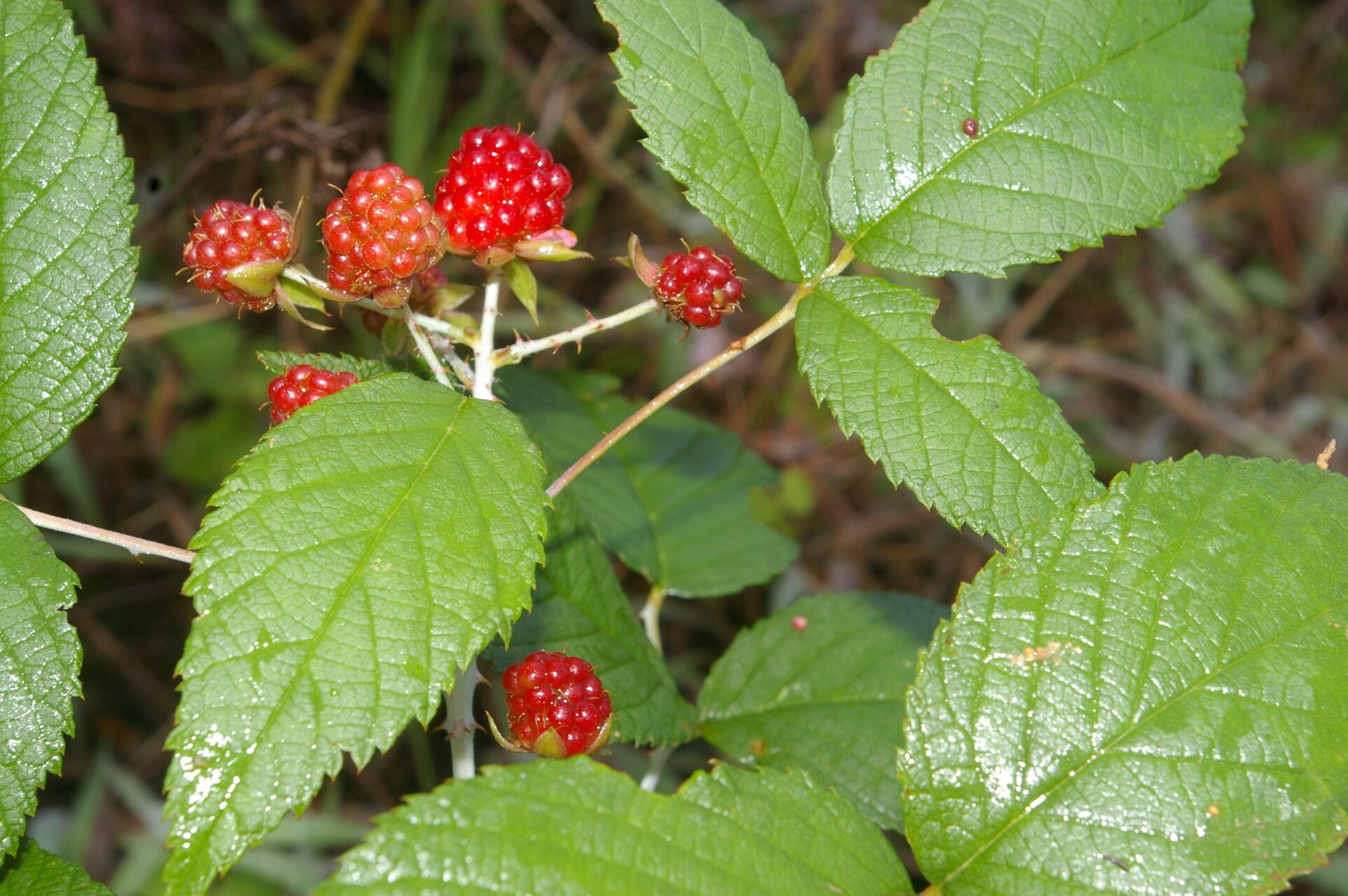 Rubus glaucus fruit