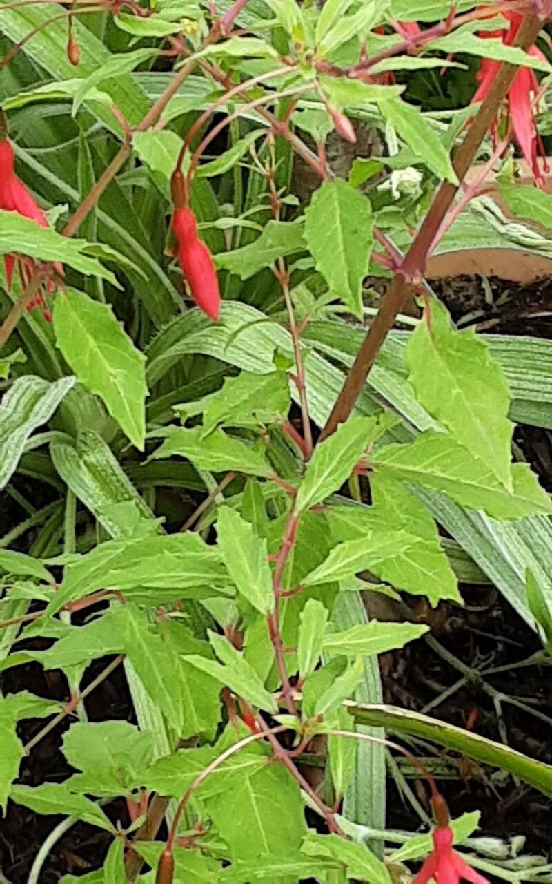 Fuchsia × exoniensis — search result for 'Fuchsia'