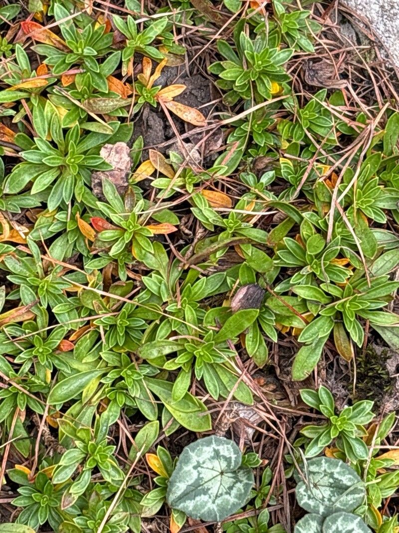 Silene quadriloba — houseplant care guide