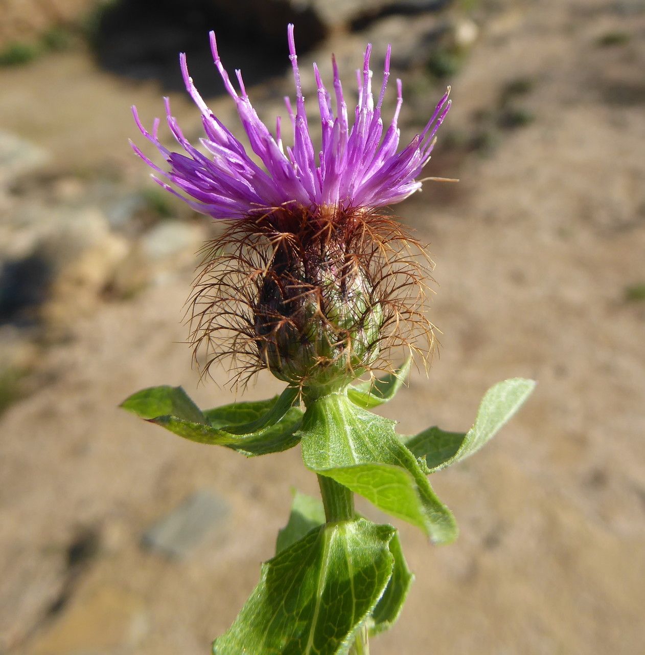 Centaurea pectinata flower