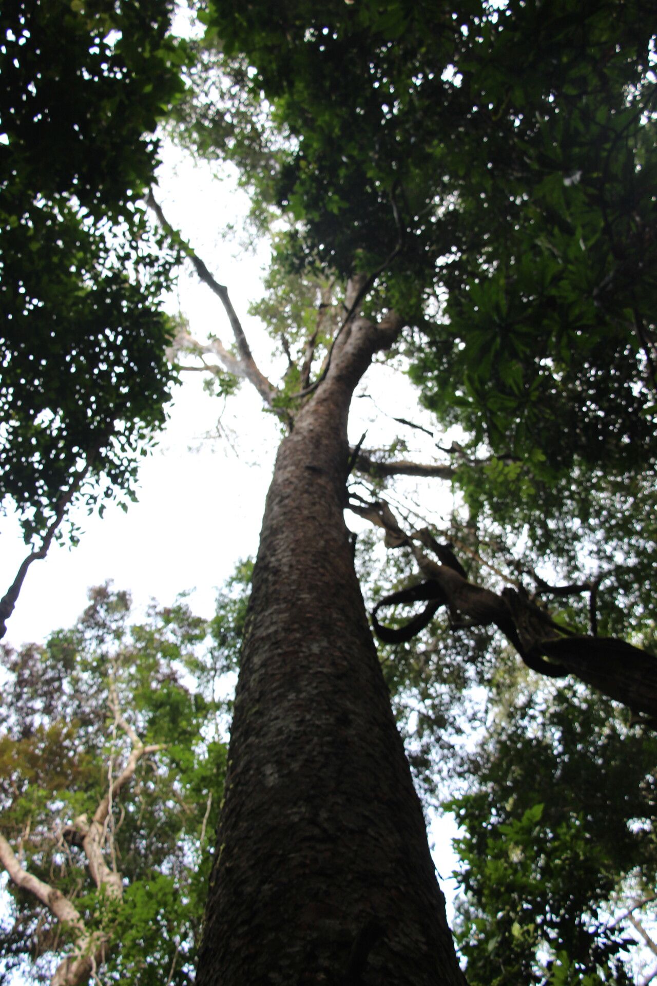 Guibourtia pellegriniana habit