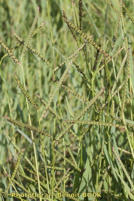 Paspalum paucispicatum — search result for 'Paspalum'