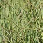 Paspalum paucispicatum