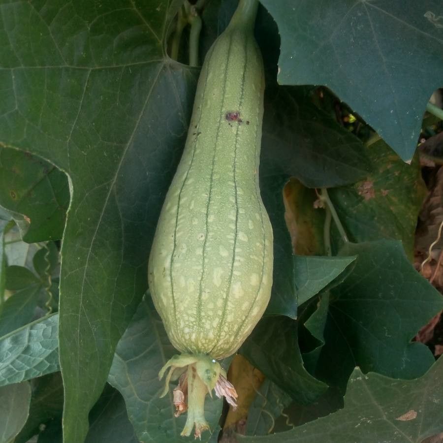 Luffa cylindrica fruit