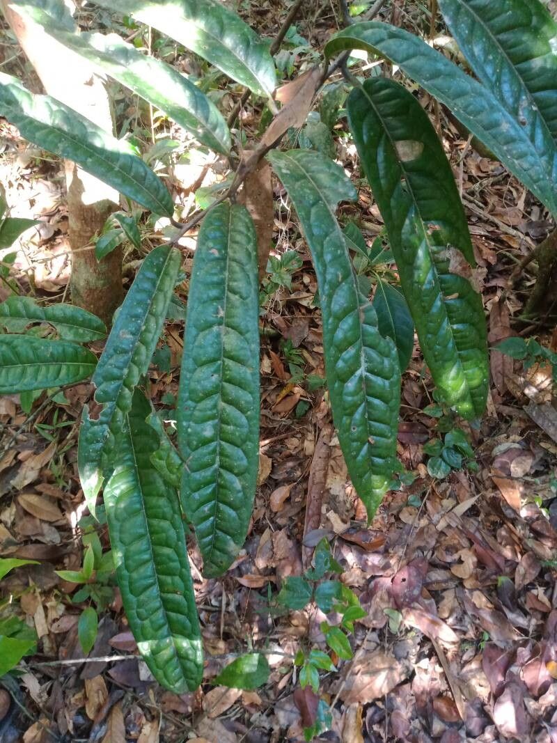 Cryptocarya acuminata — related species from the same genus