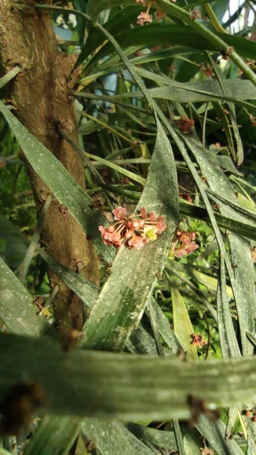 Phyllanthus angustifolius leaf
