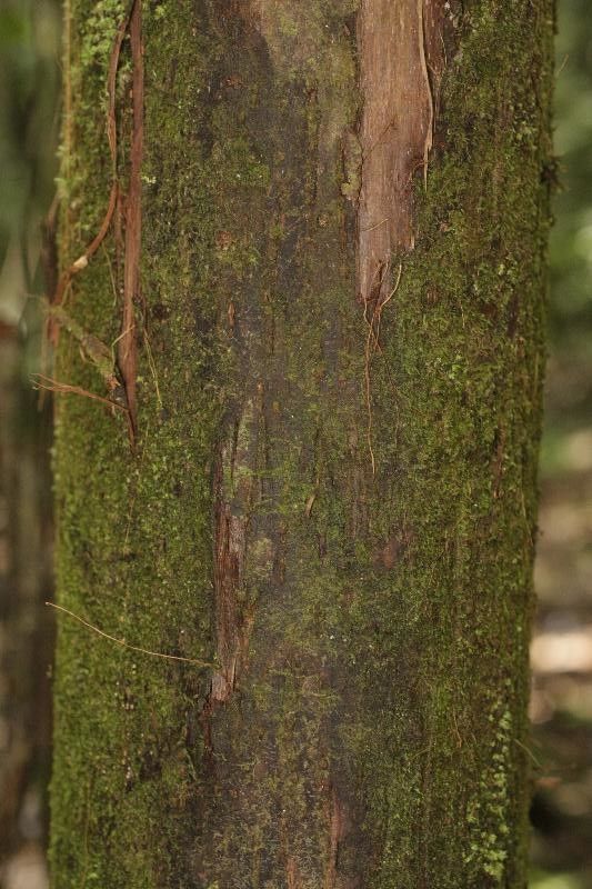 Eschweilera chartaceifolia bark
