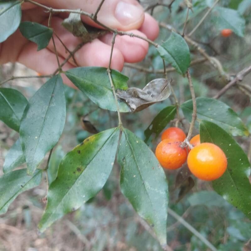 Strychnos brasiliensis — houseplant care guide